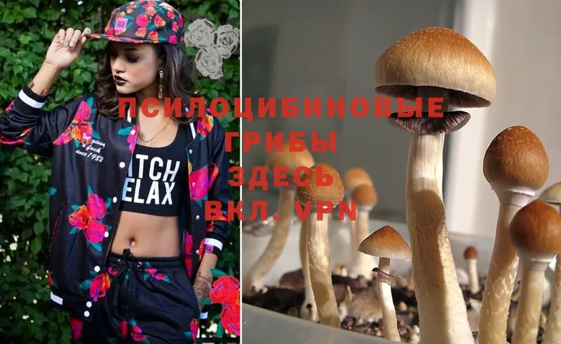 Псилоцибиновые грибы Magic Shrooms  Бежецк 